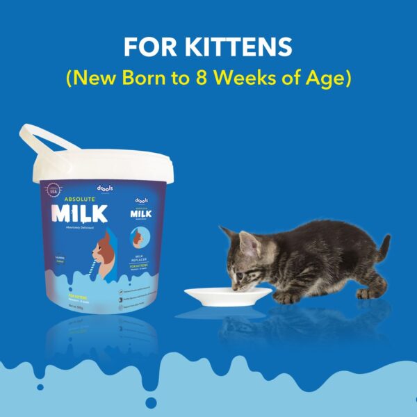 Drools Milk Newborn Kittens 5